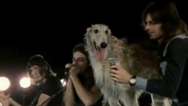 Seamus: quando o Pink Floyd teve um cachorro como vocalista