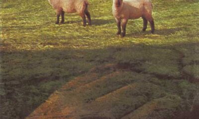 The Lost Sheep: um single (da Virgin, de 1979) com ovelhas soltando a voz