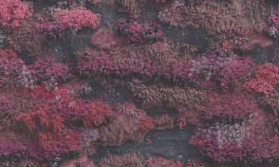 Ouvimos: Sleep Token - "Even in Arcadia"