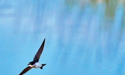 Jonathan Richman lança Only frozen sky anyway, disco visionário e cru, que mistura folk, yacht rock e pop latino em clima de despedida.