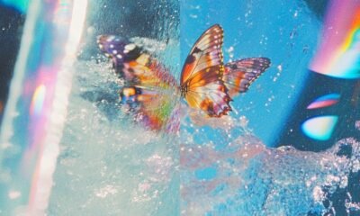 Butterfly, de Daphini, mistura house ácida, psicodelia e rascunhos dançantes nas várias faces de Dan Snaith, criador do projeto.