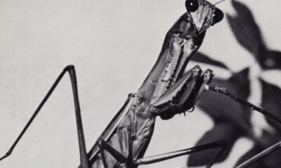 E saiu Creature of habit. Courtney Barnett transforma traumas e memórias em autoconhecimento num disco de soft rock introspectivo, texturizado e bem resolvido.