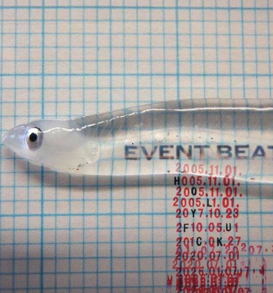 Holy Fuck mistura eletrônico, pós-punk e experimental em Event beat, disco hipnótico e dançante, com ruído, psicodelia e clima sombrio.