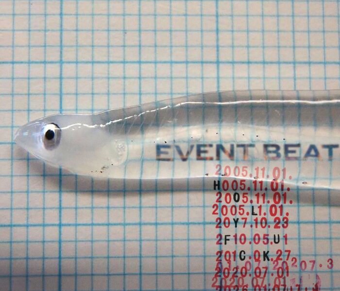 Holy Fuck mistura eletrônico, pós-punk e experimental em Event beat, disco hipnótico e dançante, com ruído, psicodelia e clima sombrio.