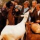 Al Jardine (Beach Boys): "Aquela cabra branca da capa de 'Pet sounds' me mordeu"