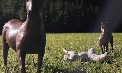 Resenha: Swine Tax – “Pony farm” (EP)
