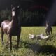 Resenha: Swine Tax – “Pony farm” (EP)