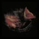 Resenha: Gurriers – “Nobody’s coming to save you”
