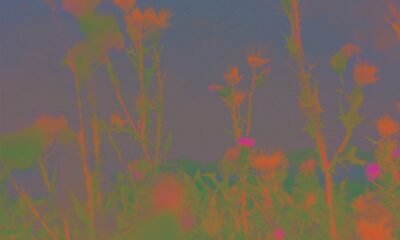 Resenha: Sand Duney – “Plant material”
