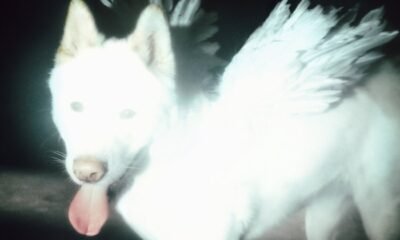 Resenha: Fat Dog - "Cancel me (I’m tired)"