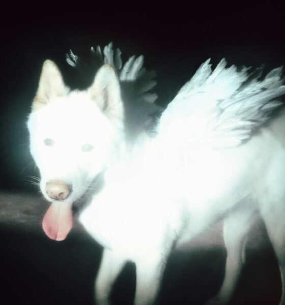 Resenha: Fat Dog - "Cancel me (I’m tired)"
