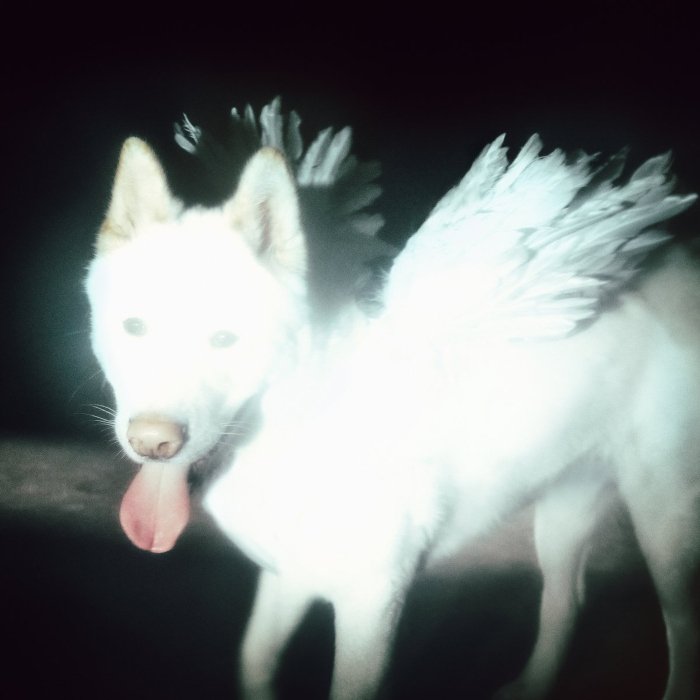 Resenha: Fat Dog - "Cancel me (I’m tired)"
